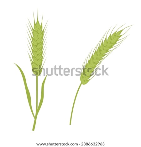 Wheat vector. Bunch of wheat ears clip art. Dried whole grains illustration. Cereal harvest, agriculture, organic farming, healthy food. Flat vector in cartoon style isolated in white background.