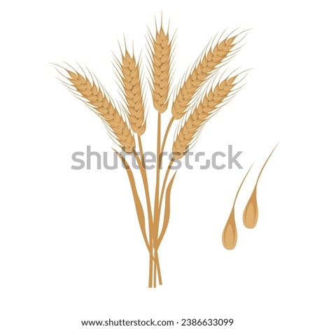 Wheat vector. Bunch of wheat ears clip art. Dried whole grains illustration. Cereal harvest, agriculture, organic farming, healthy food. Flat vector in cartoon style isolated in white background.