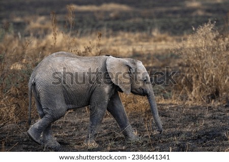 Profile picture of an elephant calf at Maasai Mara