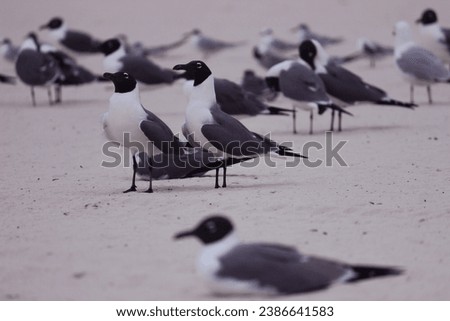 Seagulls at the beach. New Orleans, Louisiana. Black and White photography.