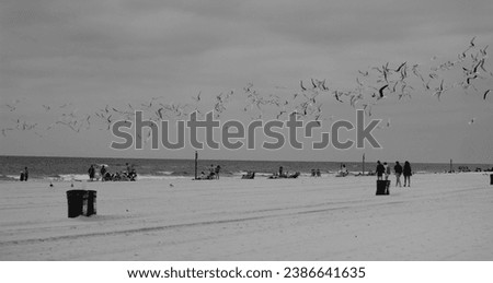 Seagulls at the beach. New Orleans, Louisiana. Black and White photography.