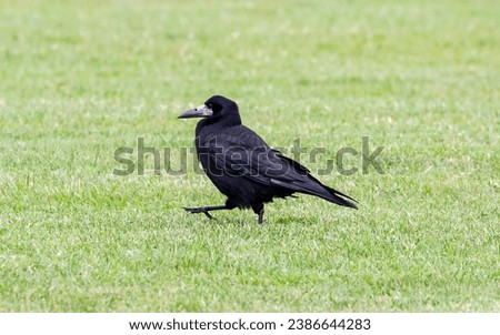A closeup shot of a black rook bird on a grassy green field Royalty-Free Stock Photo #2386644283