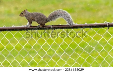 Gray squirrel walking on chainlink fence