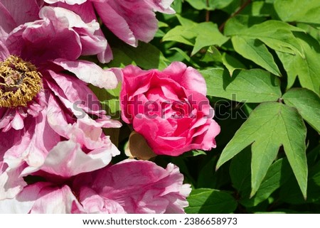 pink tree peony blossoms close-up with leaves