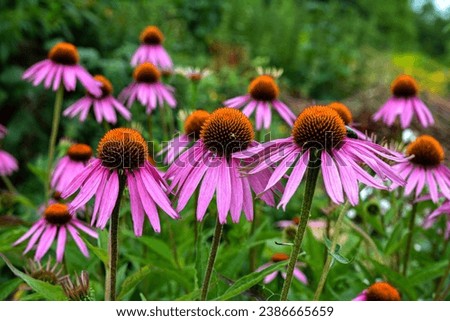 Echinacea purpurea purple coneflower during the summer months.Pink echinacea flowers bloom in the garden on the sunny day. Royalty-Free Stock Photo #2386665659