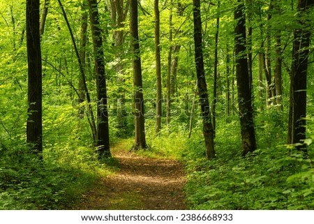 Hiking trail through the Baker Woods Forest Preserve in Minooka, Illinois, USA. Royalty-Free Stock Photo #2386668933