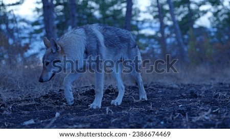  8 months old wolf. Czechoslovakian Wolf dog.