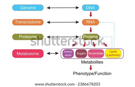General schema showing the relationships of the genome, transcriptome, proteome,and metabolome. Exemple of a metabolic network model for E.coli 
vector illustration education scientific design chart Royalty-Free Stock Photo #2386678203