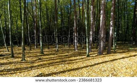 autumn forest, autumn, forest, leafs, golden autumn