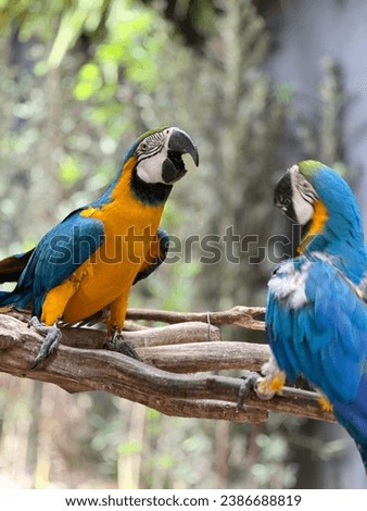 
Colorful birds and macaws in trees
