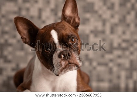 Expressive and Cute Boston Terrier Dog
