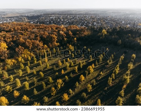 A young forest of spruces, pine trees planted in rows. Nature, deforestation, planting new trees, business, Christmas trees. Photo from a drone, from the sky.