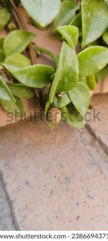 Common garden snail on green leaf bush Royalty-Free Stock Photo #2386694371