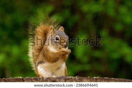 a cute squirrel standing on a wood log, playing, in south Ontario Canada