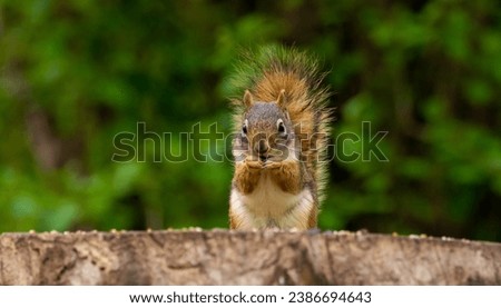 a cute squirrel standing on a wood log, playing, in south Ontario Canada