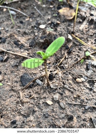 Picture of sunflower saplings planted in the rainy season.