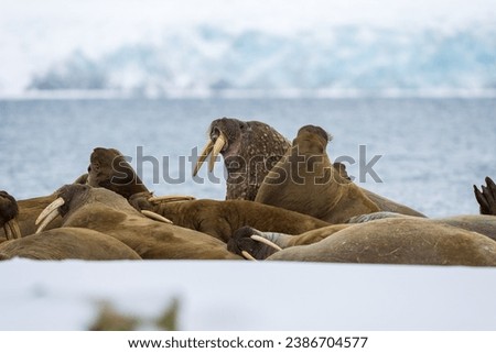 Atlantic walruses on the first snow.