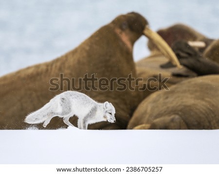 Arctic fox running in front of Walruses on the first snow in light snow fall.