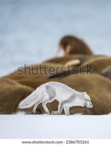 Arctic fox running in front of Walruses on the first snow in light snow fall.