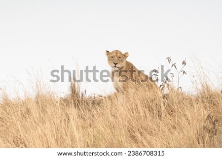 Lionesses in Ngorongoro Crater Conservation Area Tanzania Africa