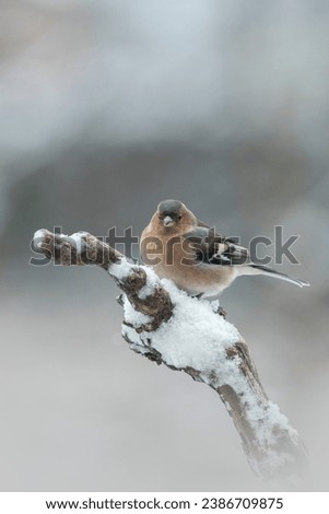 Male European Chaffinch (Fringilla coelebs) perched during a snowfall in a classic Christmas scene.