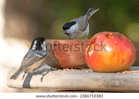 A cute little Marsh tit stands on a feeder, eating sunflower seeds from the bird table, moss covered wood log  with seeds, nuts and dried mealworms. Wonderful wild bird in autumn. November in Europe. Royalty-Free Stock Photo #2386710383