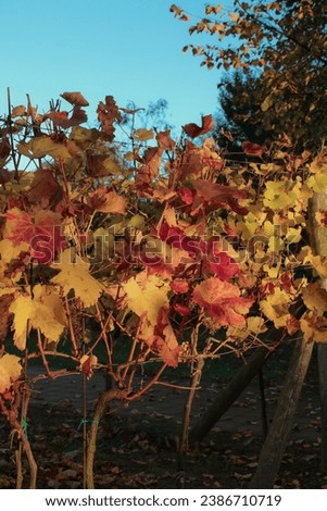 Autumn picture of vineyard after harvest in a park. Colorful fall landscape in sunny afternoon. Red, orange and yellow vine leaves. Blue sky in the background. Vertical photo.