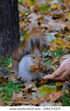 Squirrel eating from an outstretched hand. Late autumn, park with autumnal leaves