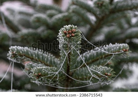Pine branch covered with frost