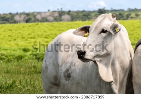 Herd of Nelore cattle grazing in a pasture on the brazilian ranch Royalty-Free Stock Photo #2386717859