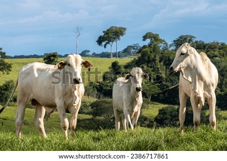 Herd of zebu Nellore animals in a pasture area of a beef cattle farm in Brazil Royalty-Free Stock Photo #2386717861