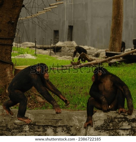 Monkey couple in the zoo