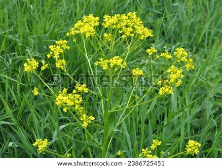 Like weeds, bunias orientalis grows in the wild Royalty-Free Stock Photo #2386725451