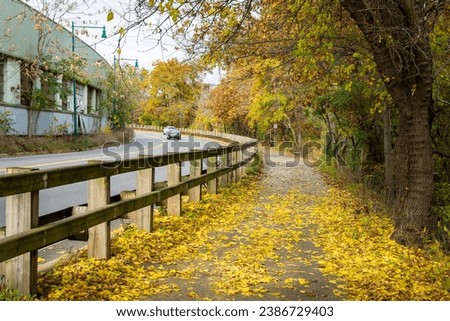 Separated bike and walking path  along the main road covered by fallen golden leaves on a beautiful autumn day in Watertown, MA, USA