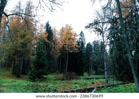 mixed tree forest in autumn with a broken tree in the foreground