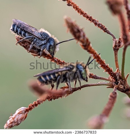 The term cuckoo bee is used for a variety of different bee lineages that have evolved kleptoparasitic behavior by laying eggs in the nests of other bees, reminiscent of the behavior of cuckoo birds