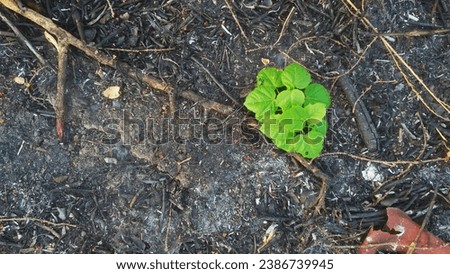 A picture of young plant shoots on burnt soil Royalty-Free Stock Photo #2386739945
