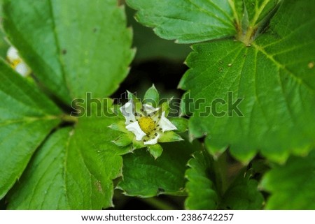 Strawberry flowers bloom in a combination of white and yellow