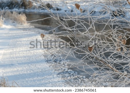 Frost on the branches of a tree on the river bank. Winter background.