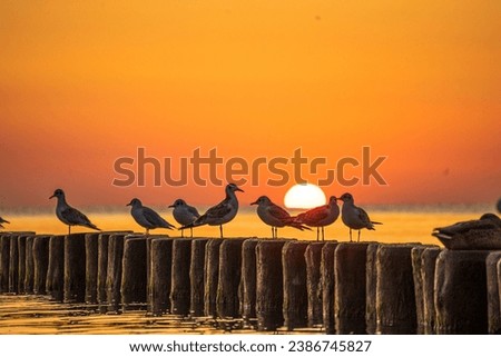 Seagulls at ocean during sunrise