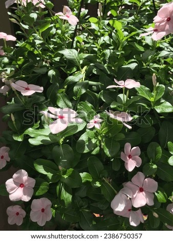 A field of green leaf impatiens, with their blooming pastel flowers including a dark pink center, on a sunny day in Florida. They are found throughout the Northern Hemisphere and the tropics.