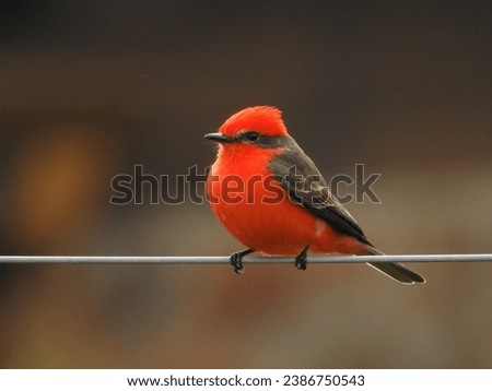Red birdie with nice background Royalty-Free Stock Photo #2386750543