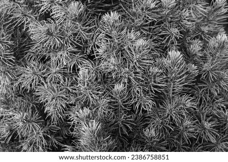 Background from pine branches with needles for publication, design, poster, calendar, screensaver, wallpaper, postcard, banner, cover, website. Toned high quality photography