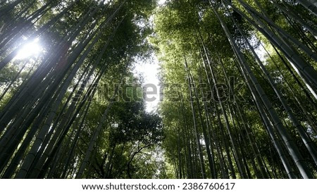Nature Background with Bamboo Trees