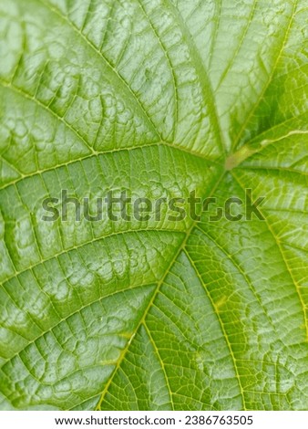 Pattern and texture of tropical leaves of Mucuna Green and legume plants.