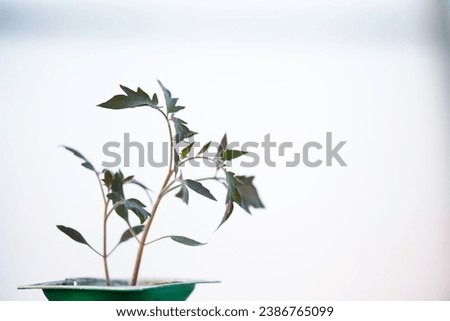 Green sprout growing on white blurred background. Tomato seedlings in a glass on light backdrop. Young plant for publication, poster, post, screensaver, wallpaper, cover. High quality photography
