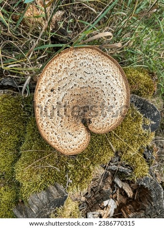 Dryad's saddle (Cerioporus squamosus) is a basidiomycete bracket fungus. It has a widespread distribution, being found in North America, Australia, Asia, and Europe Royalty-Free Stock Photo #2386770315
