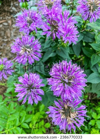 Wild bergamot (Monarda fistulosa) is a wildflower in the mint family Lamiaceae, widespread and abundant as a native plant in much of North America. Royalty-Free Stock Photo #2386770333