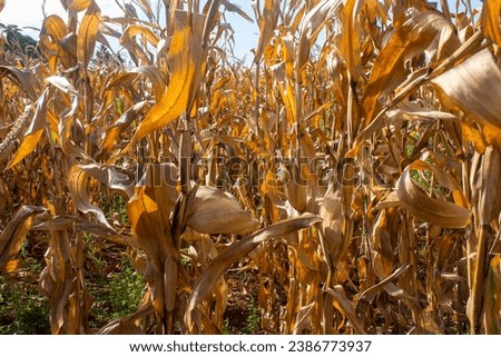 Cornfield in golden color, ready for harvest on a farm in the city of Dourados, Mato Grosso do Sul, on a sunny day