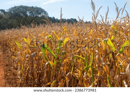 Cornfield in golden color, ready for harvest on a farm in the city of Dourados, Mato Grosso do Sul, on a sunny day